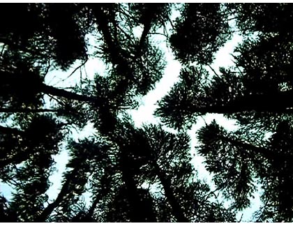 Wonderland frame grab